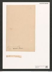 Nitzschia panduriformis var. delicatula Grun. (de-Toni-Nr.: Genus 47, Species 2012) Zeichnungen Sammlung Grunow (NHMW-BOT-W0371752)